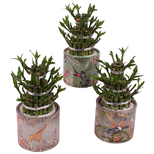 <h4>Lucky Bamboo Shape Round 3B Ø13cm Ceramic BY561</h4>