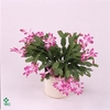 Schlumbergera Purple