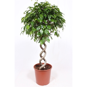 Ficus Exotica