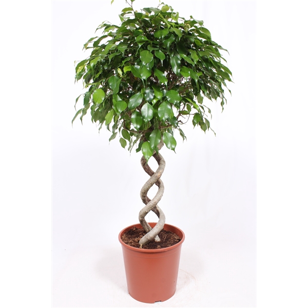 <h4>Ficus Exotica</h4>