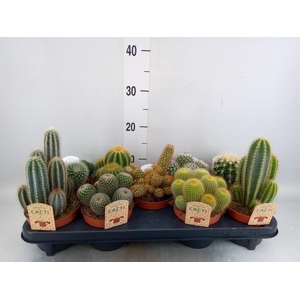 Cactus   ...mix