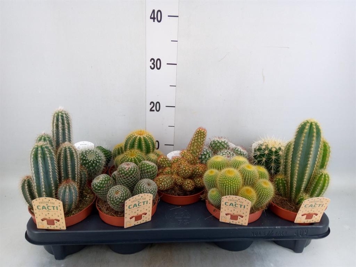 <h4>Cactus   ...mix</h4>