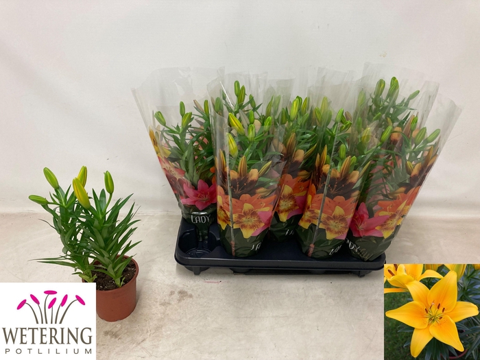 <h4>LIL AS TINY BEE</h4>