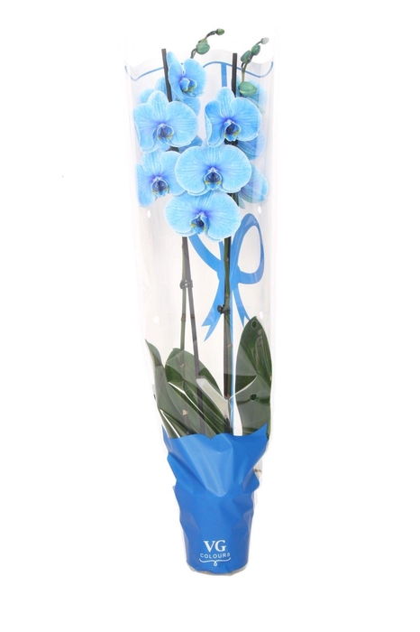 <h4>Phal I Am Blue 2T14+ in Blauwe sierhoes</h4>