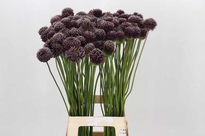 <h4>Allium Forelock</h4>
