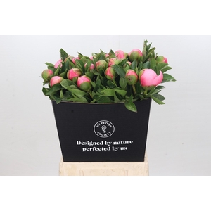 Paeonia Etched Salmon