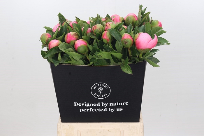 <h4>Paeonia Etched Salmon</h4>