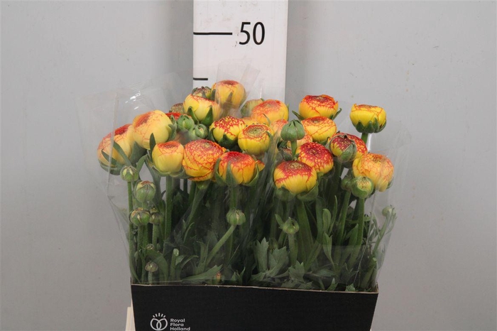 <h4>Ran Aazur Orange Str</h4>