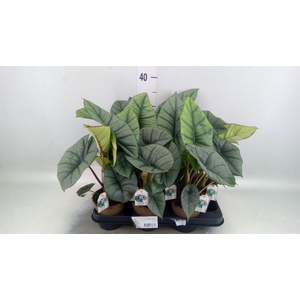 Alocasia   ...
