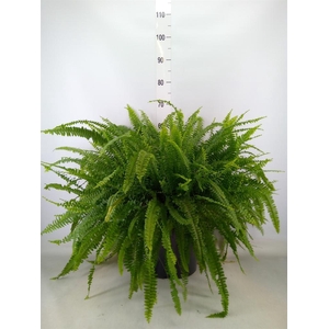 Nephrolepis exal. 'Green Lady'