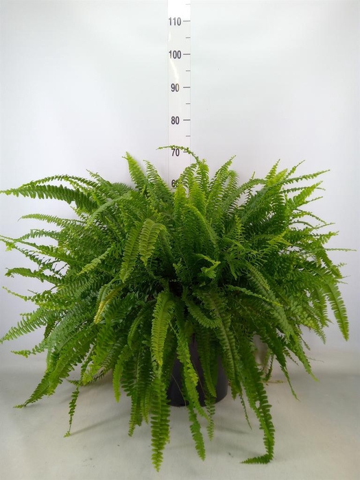 <h4>Nephrolepis exal. 'Green Lady'</h4>