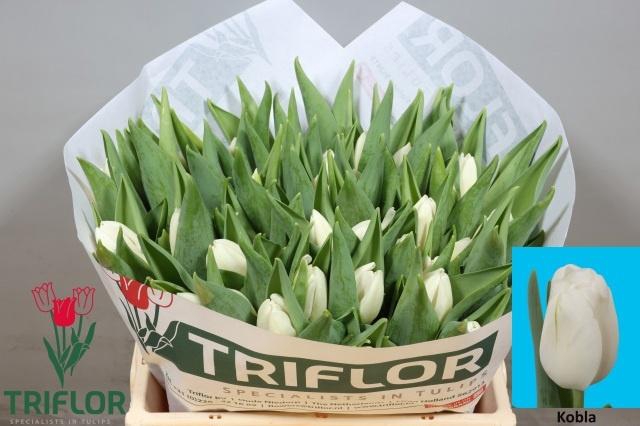 <h4>TU EN KOBLA</h4>