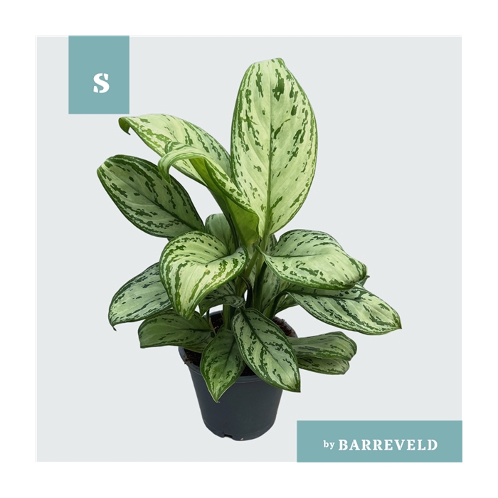<h4>Green Agla 'Maria Christina' (Aglaonema)</h4>