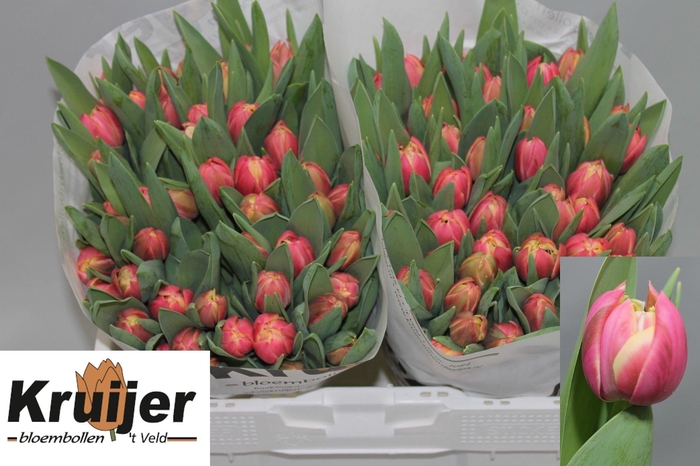 <h4>TU DU COLUMBUS</h4>