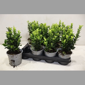 Euonymus Ja Gr Spire