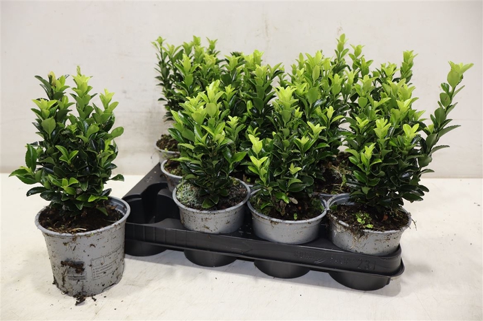 <h4>Euonymus Ja Gr Spire</h4>