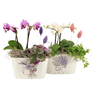 21705: Lovess arrangement