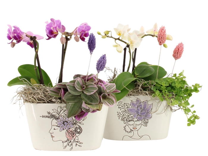 <h4>21705: Lovess arrangement</h4>