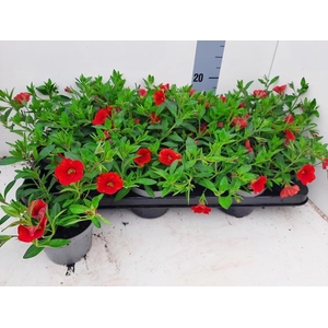 CALIB MINIF ORA EVOL