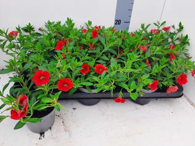 <h4>CALIB MINIF ORA EVOL</h4>