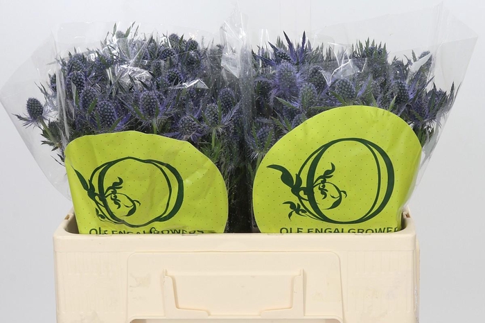 <h4>Eryngium Magical Blue Lagoon</h4>