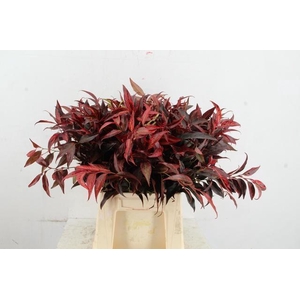 LEUCOTHOE ROOD KLEURBEHANDELD 050CM