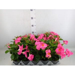 Mandevilla am. 'Sundav Pink'