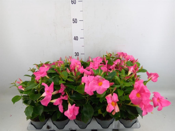 <h4>Mandevilla am. 'Sundav Pink'</h4>
