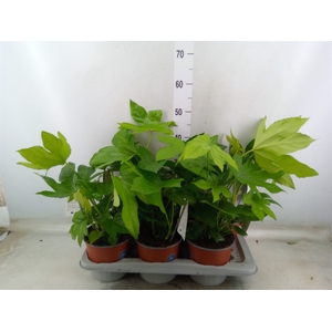 Fatsia japonica
