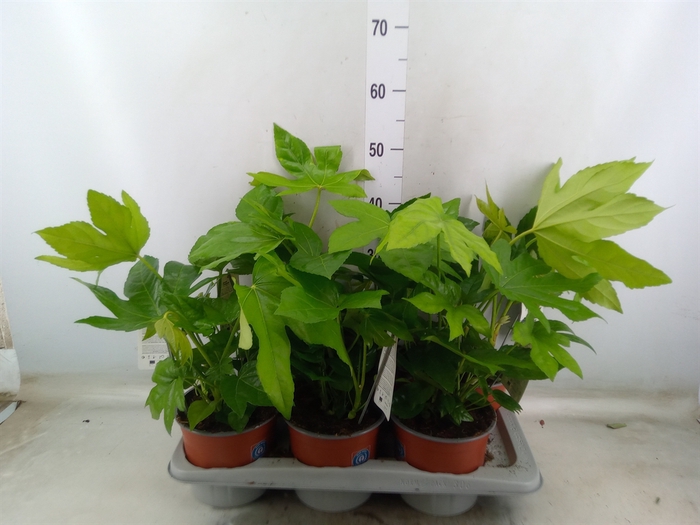 <h4>Fatsia japonica</h4>
