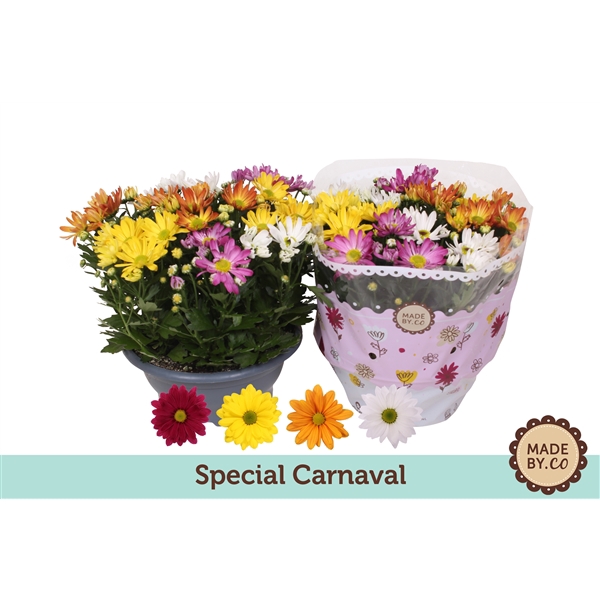 <h4>Chrysant Carnaval</h4>