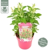 Buddleja Butterfly Candy Little Rub