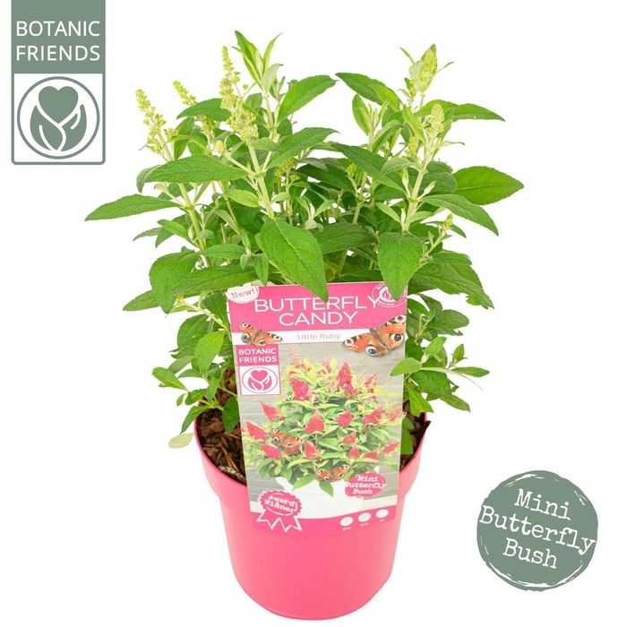<h4>Buddleja Butterfly Candy Little Rub</h4>