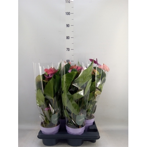 Anthurium andr. 'Cavalli'