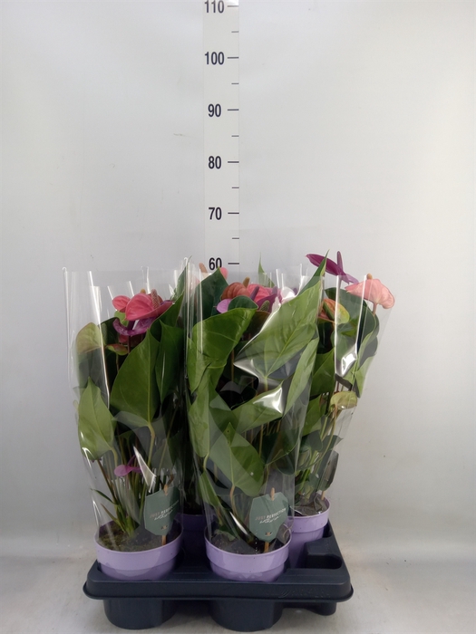 <h4>Anthurium andr. 'Cavalli'</h4>