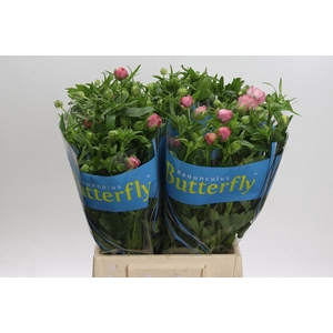 Ranunculus Butterfly Hera