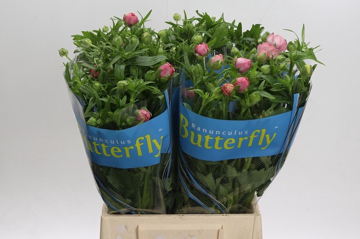 <h4>Ranunculus Butterfly Hera</h4>