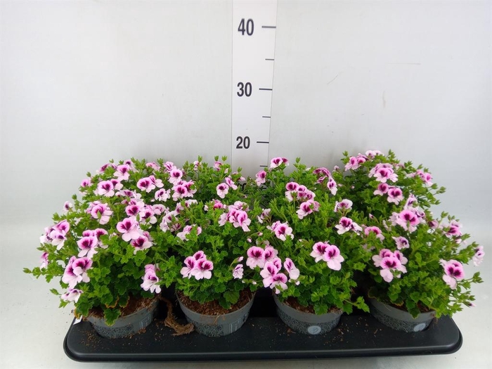 <h4>Pelargonium gran.   ..</h4>