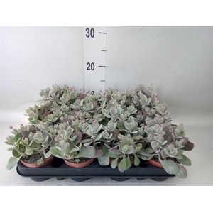 Kalanchoe NF pumila