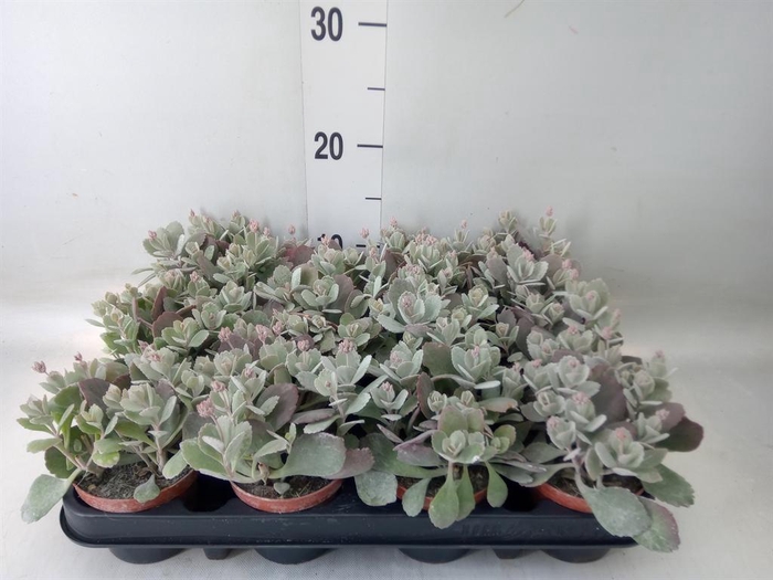 <h4>Kalanchoe NF pumila</h4>