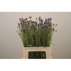 Centaurea Cyanus Blue Korenbloem