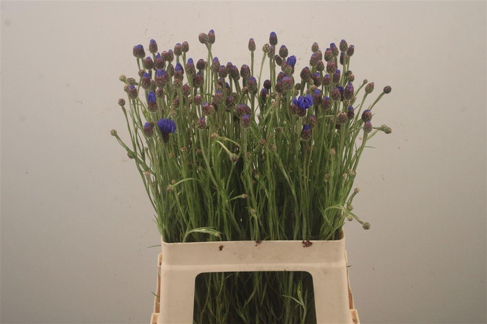 <h4>Centaurea Cyanus Blue Korenbloem</h4>