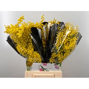 ACACIA BAILEYA BL BS