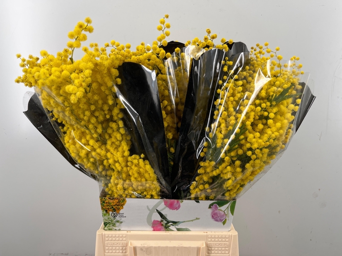 <h4>ACACIA BAILEYA BL BS</h4>