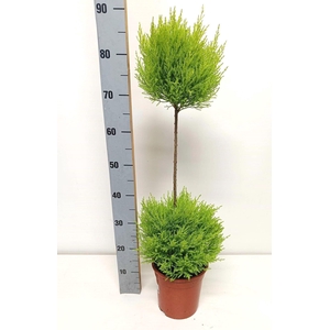 Cupressus macro. 'Goldcrest' .shape