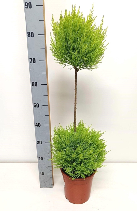 <h4>Cupressus macro. 'Goldcrest' .shape</h4>