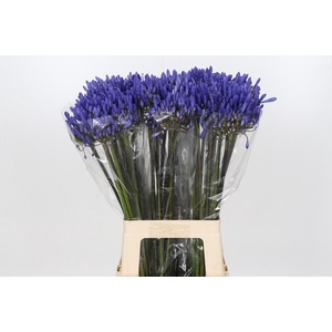 Agapanthus Dark Ocean
