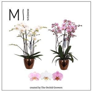 Mimesis Phal. Marvellous Mix - 50+ flowers 17cm in Sven Gold ceramic