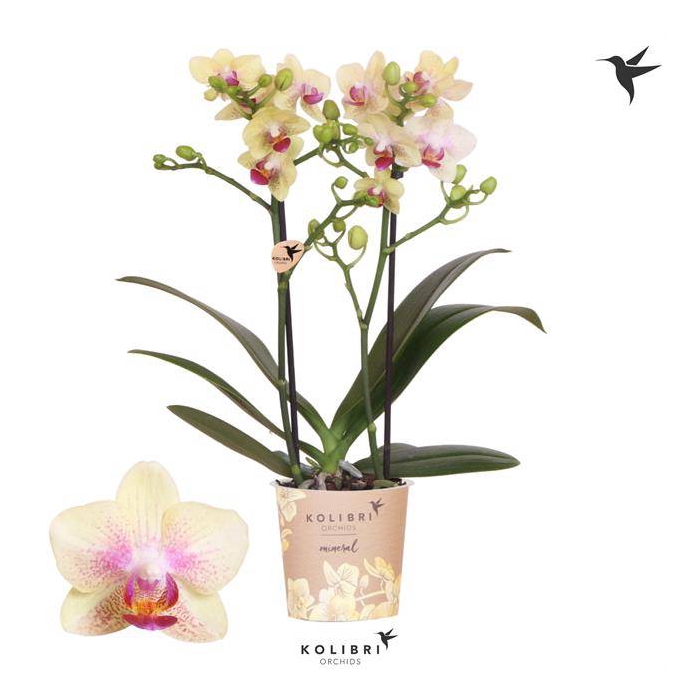 <h4>Phalaenopsis MF Orange 9Ø 40cm 2st 20fl</h4>