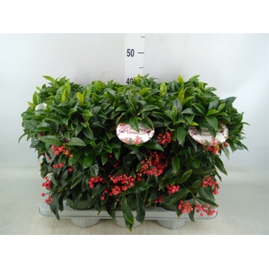 Ardisia crenata 'Bos Premium'